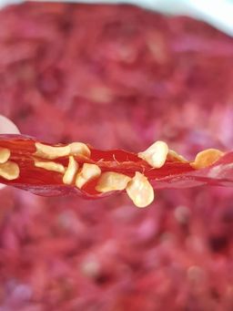 ပန်းခရေ Kitchen_ငရုတ်သီးခြောက် Collection