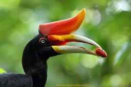 ဆာဗူးသီး_ရွှေလှဗိုလ် ချင်းငြုပ်သီးခြောက်တောင့်