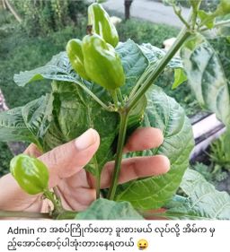 ဆာဗူးသီး_ရွှေလှဗိုလ် ချင်းငြုပ်သီးခြောက်တောင့်