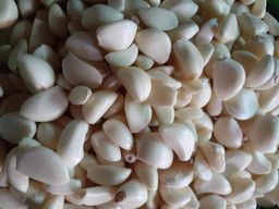 အကယ်ဒမီ_ငါးခူမုန့်ဟင်းခါးအနှစ်ထုတ်