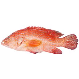 Red Grouper 红斑鱼