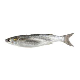 Grey Mullet 乌鱼