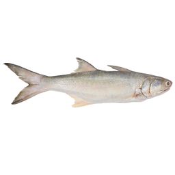 Threadfin Fish 午鱼