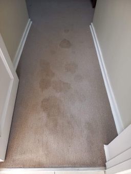 Carpets Deep Cleaning 