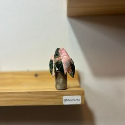 Alocasia Black Velvet Pink