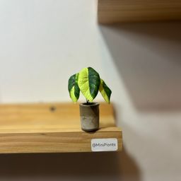 Alocasia Dragon Scale Variegated