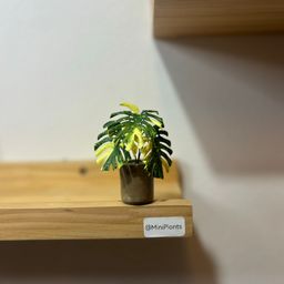 Monstera Thai Constellation