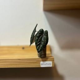 Anthurium Red Dark Phoenix