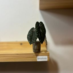 Anthurium Red Dark Phoenix