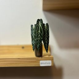 Anthurium Warocqueanum