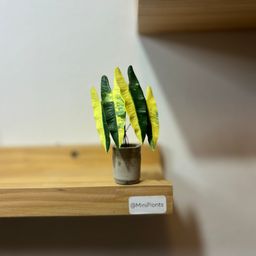 Philodendron Billitae Variegated