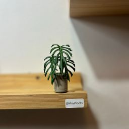 Monstera Burle Marx Flame