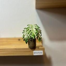 Monstera Devil Monster