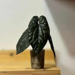 Anthurium Red Dark Phoenix