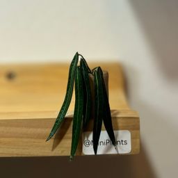 Anthurium Wendlingeri