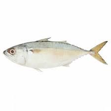 Kembong Fish 甘望鱼