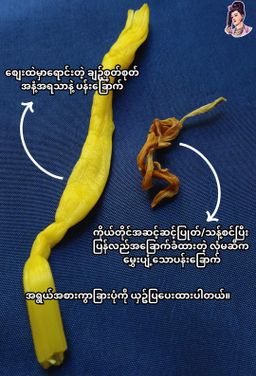 လုံမ_အသင့်စား ငါးကျည်းကျပ်တိုက် ကြာဆံချက် အနှစ်ထုတ်