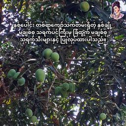 လုံမ_သရက်သီးသနပ် (သက်သတ်လွတ်)