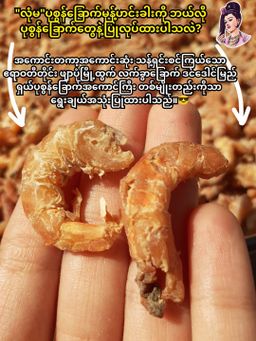 လုံမ_အသင့်စား ပုစွန်ခြောက်မုန့်ဟင်းခါး အနှစ်ထုတ်