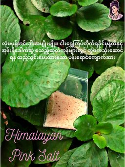 လုံမ_အသင့်စား ပုစွန်ခြောက်မုန့်ဟင်းခါး အနှစ်ထုတ်