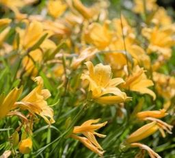 လုံမ_အသင့်စား ငါးကျည်းကျပ်တိုက် ကြာဆံချက် အနှစ်ထုတ်