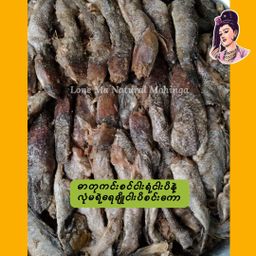 လုံမ_ရေချိုငါးပိစင်းကော 