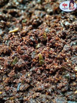 လုံမ_ရေချိုငါးပိစင်းကော 