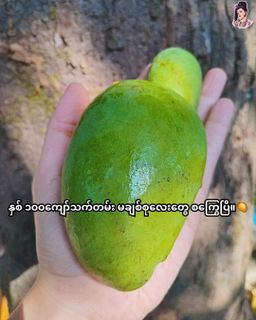 လုံမ_သရက်သီးသနပ် (သက်သတ်လွတ်)