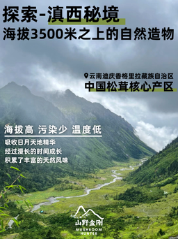 山野金刚 香格里拉 新鲜松茸 7-9cm | Mushroom Hunter Shangri-La Fresh Matsutake Mushroom 7-9cm