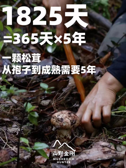 山野金刚 香格里拉 新鲜松茸 7-9cm | Mushroom Hunter Shangri-La Fresh Matsutake Mushroom 7-9cm