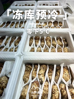 山野金刚 香格里拉 新鲜松茸 7-9cm | Mushroom Hunter Shangri-La Fresh Matsutake Mushroom 7-9cm