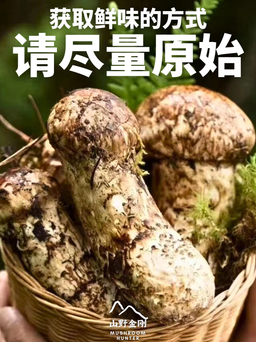 山野金刚 香格里拉 新鲜松茸 7-9cm | Mushroom Hunter Shangri-La Fresh Matsutake Mushroom 7-9cm