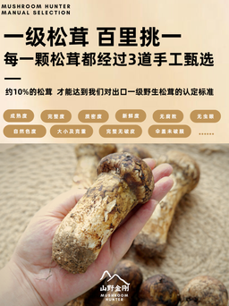 山野金刚 香格里拉 新鲜松茸 7-9cm | Mushroom Hunter Shangri-La Fresh Matsutake Mushroom 7-9cm