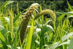 ခေါနုစုမ်_ချင်းရိုးရာ ဆပ်ဝါဆန်