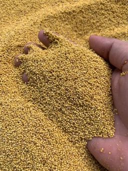 ခေါနုစုမ်_ချင်းရိုးရာ ဆပ်ဝါဆန်