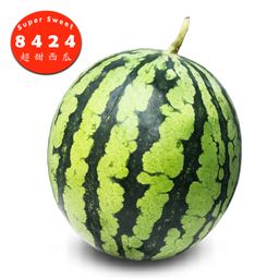 中國 8424 麒麟西瓜 (站神/金津) (1個)