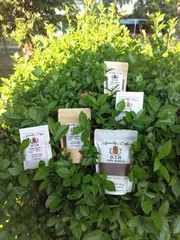 DTH Coffee