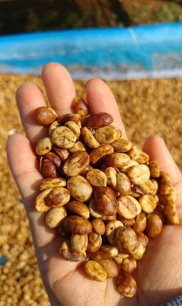 Genius_Coffee Powder