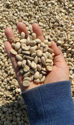 Genius_Coffee Powder