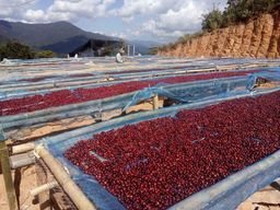 Genius_Coffee Powder