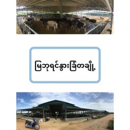 မြဘုရင်_နို့မှုန့်