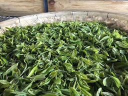 ပွဲတော်အုပ်_လက်ဖက်ခြောက် Collection