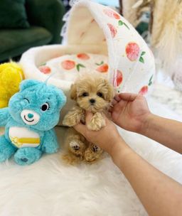 Toy poodle 
