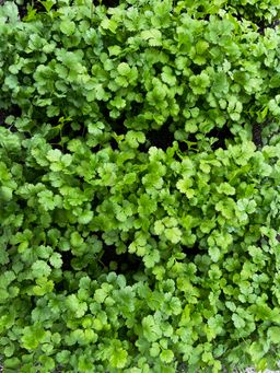 Freshly Harvested Coriander 