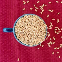 Wheat (Gheu, Godamulu)