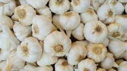 Lassan Jumbo (Garlic, Tellagaddalu) 