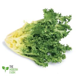 Curly Endive (Frisée)