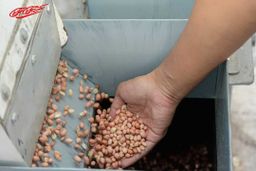 မြင့်မြင့်ခင်_မြေပဲဆီသန့်