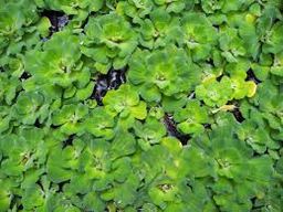 Aquarium Plants 