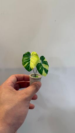 Philodendron Gloriosum Variegated